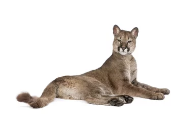 Acrylic prints Puma Portrait of Puma cub, Puma concolor, 1 year old, lying against white background, studio shot