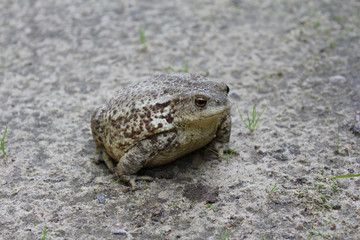 camouflage