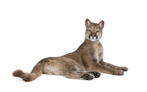 Portrait of Puma cub, Puma concolor, 1 year old, lying against white background, studio shot