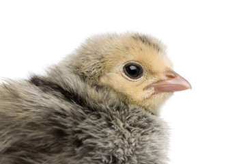 Chick, 2 days old, in front of white background, studio shot