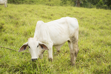 Vaca