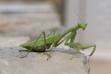 Mantis Religiosa