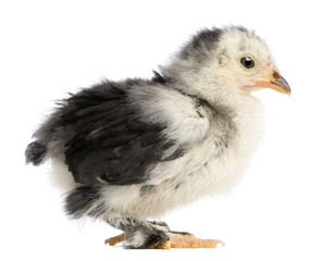 The Pekin is a breed of bantam chicken, 21 days old, standing in front of white background