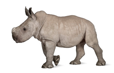 Naklejka premium young White Rhinoceros or Square-lipped rhinoceros - Ceratotheri