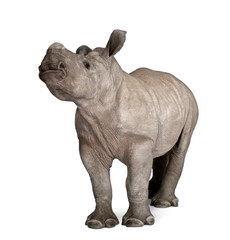 Obraz premium young White Rhinoceros or Square-lipped rhinoceros - Ceratotheri