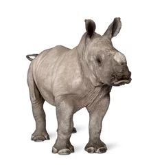 Papier Peint photo autocollant Rhinocéros jeune rhinocéros blanc ou rhinocéros à lèvres carrées - Ceratotheri