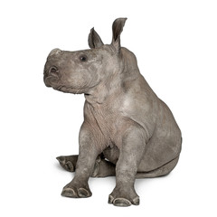 jeune rhinocéros blanc ou rhinocéros à lèvres carrées - Ceratotheri