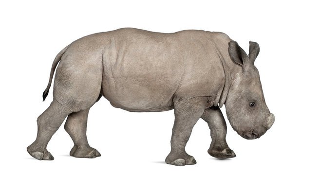 young White Rhinoceros or Square-lipped rhinoceros - Ceratotheri