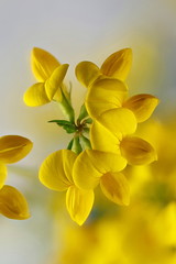 Bird's-foot Trefoil, also called Birdsfoot