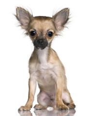 Chihuahua Puppy, 5 months old, sitting in front of white background