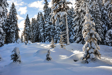 Luce nel bosco innevato