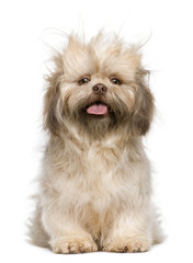 Shih Tzu, 3 years old, against white background