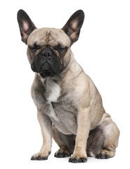 French Bulldog, 12 months old, sitting in front of white background