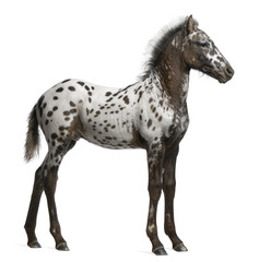 Appazon Foal, 3 months old, a crossbreed between Appaloosa and Friesian horse, standing in front of  white background