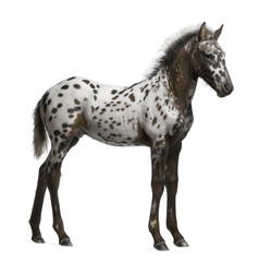 Obraz na płótnie Canvas Appazon Foal, 3 months old, a crossbreed between Appaloosa and Friesian horse, standing in front of white background