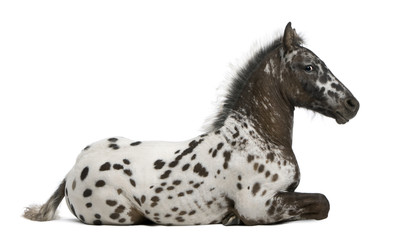 Fototapeta premium Appazon Foal, 3 miesiące, mieszaniec Appaloosa z koniem fryzyjskim, leżący na białym tle