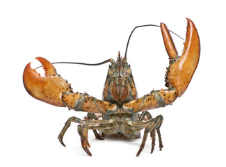 American lobster, Homarus americanus, in front of white background © Eric Isselée