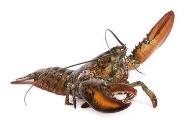 American lobster, Homarus americanus, in front of white background