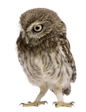 Little Owl, 50 days old, Athene noctua, standing in front of a white background © Eric Isselée