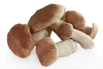 tasty edible mushrooms cepe