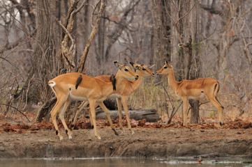 Impalas