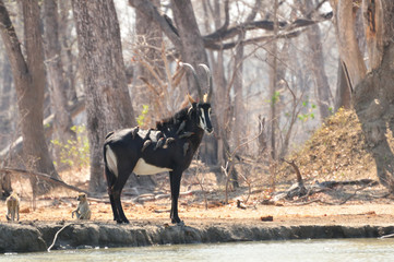 Sable antelop © Zsuzsanna Bird
