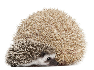 Four-toed Hedgehogs, Atelerix albiventris, 3 weeks old, in front of white background