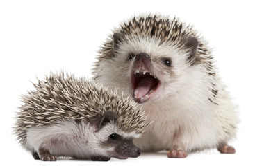 Four-toed Hedgehogs, Atelerix albiventris, 3 weeks old, in front of white background © Eric Isselée
