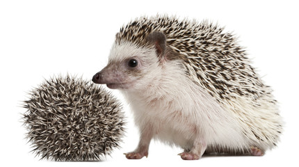 Four-toed Hedgehogs, Atelerix albiventris, 3 weeks old, in front of white background