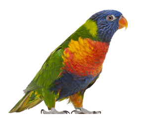Rainbow Lorikeet, Trichoglossus haematodus, 3 years old, standing in front of white background