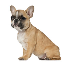 French Bulldog puppy, 3 and a half months old, sitting in front of white background