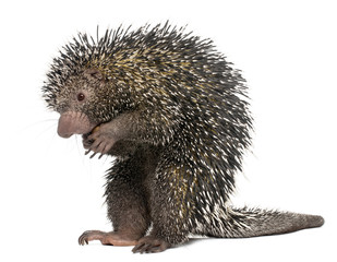 Brazilian Porcupine, Coendou prehensilis, standing in front of white background