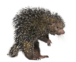 Brazilian Porcupine, Coendou prehensilis, standing in front of white background