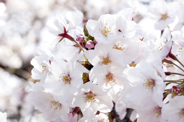 Fototapeta premium 桜のソメイヨシノ