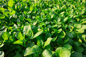 view of green vegetable garden