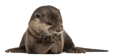 Oriental small-clawed otter, Amblonyx Cinereus, 5 years old, sitting in front of white background