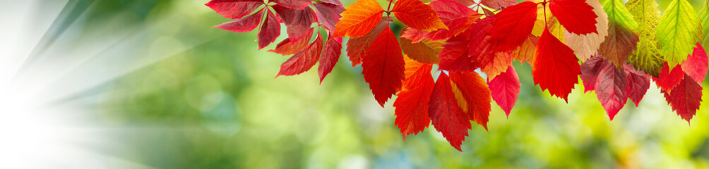 image of autumn leaves close-up
