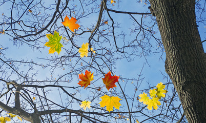image of autumnal tree in park closeup