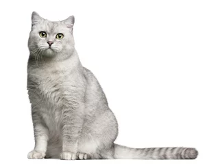 Papier Peint photo Lavable Chat British Shorthair cat, 4 years old, sitting in front of white background
