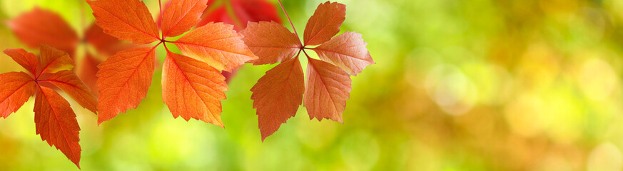 image of autumn leaves close-up