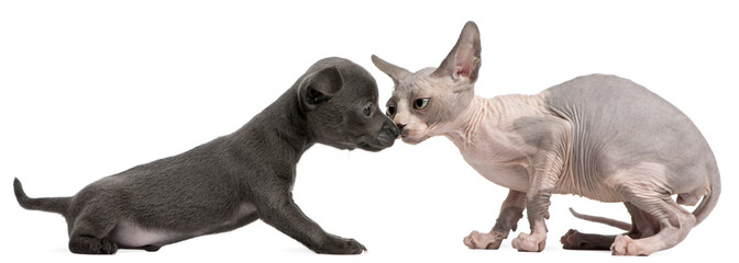 Naklejka premium Chihuahua puppy, 10 weeks old, interacting with a Sphyx kitten, 8 weeks old, in front of white background