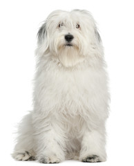 Tibetan Terrier, 1 year old, sitting in front of white background