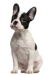 French Bulldog puppy, 3 and a half months old, sitting in front of white background