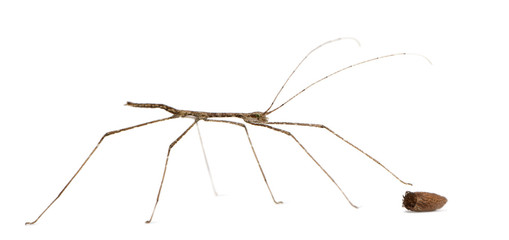 Stick insect, Baby Orxine Sp and his egg, 7 hours old, in front of white background