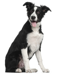Border Collie puppy, 5 months old, sitting in front of white background