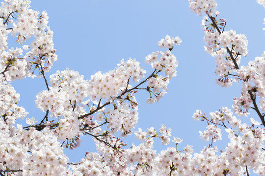 桜のソメイヨシノ