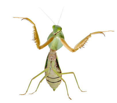 Female Praying Mantis, Rhombodera Basalis, in front of white background