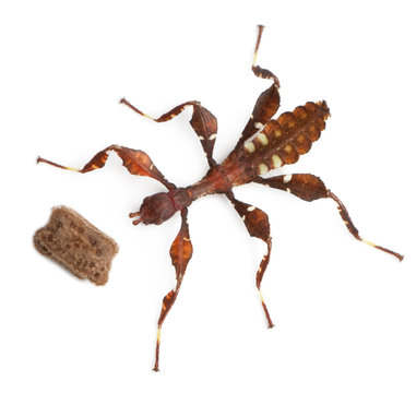 Stick insect, Baby Phyllium Westwoodii and his egg, 12 hours old, in front of white background