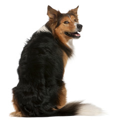 Male Border Collie, 3 years old, sitting in front of white background