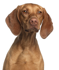Fototapeta premium Close-up of Vizsla, 2 years old, in front of white background
